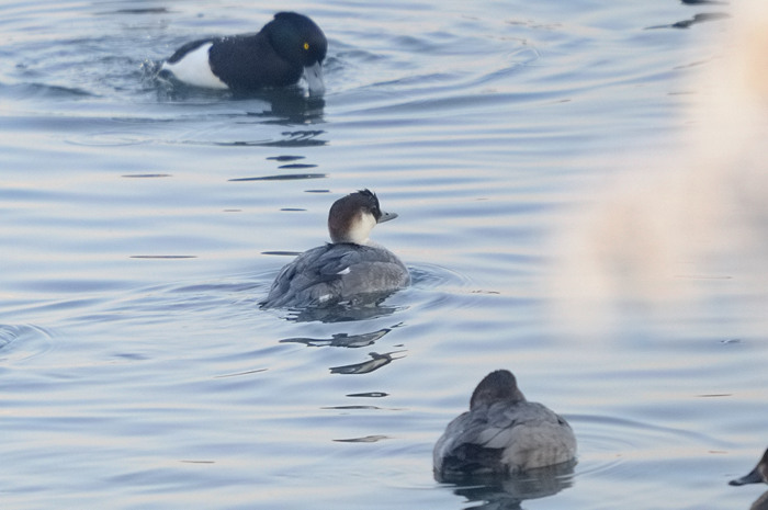 4.jpg - Nonnetje v. (Smew, Mergus albellus). Hamputten, Waasmunster. 10/01/2009. Copyright: Joris Everaert. Nikon D300, Sigma APO 500mm f4.5 EX DG HSM