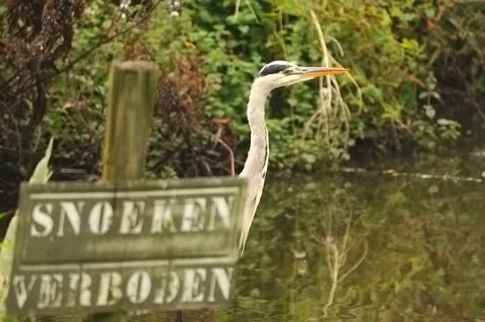 40.jpg - Blauwe Reiger (Grey Heron, Ardea cinerea). Molsbroek, Lokeren. 30/08/2009. Copyright: Joris Everaert. Nikon D300, Sigma APO 500mm f4.5 EX DG HSM