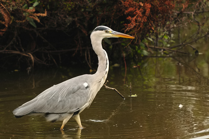 41.jpg - Blauwe Reiger (Grey Heron, Ardea cinerea). Molsbroek, Lokeren. 30/08/2009. Copyright: Joris Everaert. Nikon D300, Sigma APO 500mm f4.5 EX DG HSM