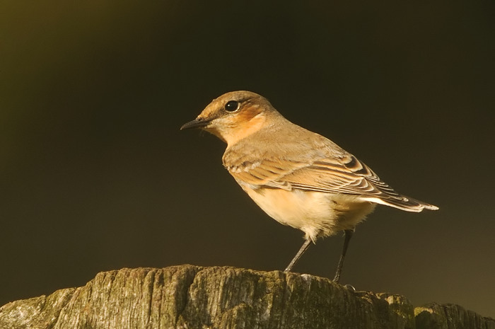 42.jpg - Tapuit (Northern Wheatear, Oenanthe oenanthe). Hamputten, Waasmunster. 11/09/2009. Copyright: Joris Everaert. Nikon D300, Sigma APO 500mm f4.5 EX DG HSM