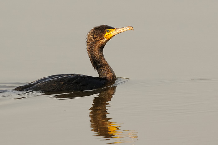 43.jpg - Aalscholver (Cormorant, Phalacrocorax carbo). Molsbroek, Lokeren. 26/09/2009. Copyright: Joris Everaert. Nikon D300, Sigma APO 500mm f4.5 EX DG HSM