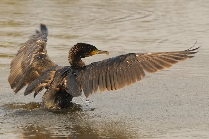 44.jpg - Aalscholver (Cormorant, Phalacrocorax carbo). Molsbroek, Lokeren. 26/09/2009. Copyright: Joris Everaert. Nikon D300, Sigma APO 500mm f4.5 EX DG HSM