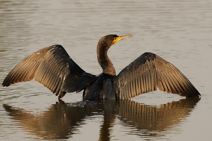 45.jpg - Aalscholver (Cormorant, Phalacrocorax carbo). Molsbroek, Lokeren. 26/09/2009. Copyright: Joris Everaert. Nikon D300, Sigma APO 500mm f4.5 EX DG HSM