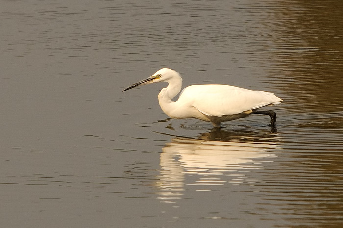 46.jpg - Kleine Zilverreiger (Little Egret, Egretta garzetta). Molsbroek, Lokeren. 26/09/2009. Copyright: Joris Everaert. Nikon D300, Sigma APO 500mm f4.5 EX DG HSM