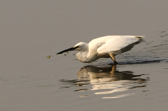 47.jpg - Kleine Zilverreiger (Little Egret, Egretta garzetta). Molsbroek, Lokeren. 26/09/2009. Copyright: Joris Everaert. Nikon D300, Sigma APO 500mm f4.5 EX DG HSM