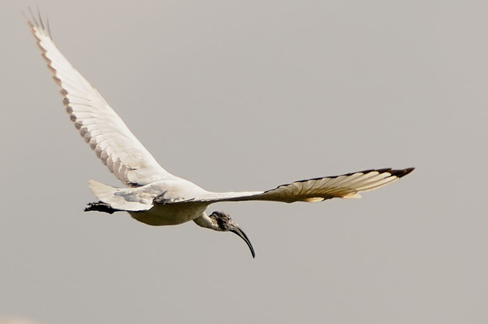 48.jpg - Heilige Ibis (Sacred Ibis, Threskiornis aethiopicus). Waasmunster. 17/10/2009. Copyright: Joris Everaert. Nikon D300, Sigma APO 500mm f4.5 EX DG HSM