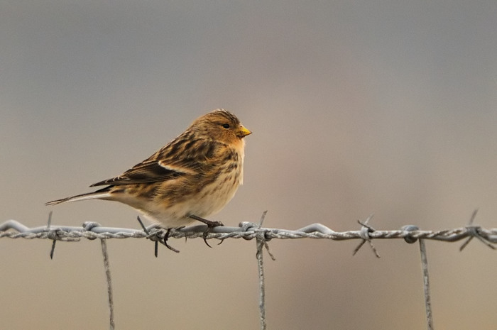 49.jpg - Frater (Twite, Carduelis flavirostris). Saeftinge. 11/11/2009. Copyright: Joris Everaert. Nikon D300, Sigma APO 500mm f4.5 EX DG HSM