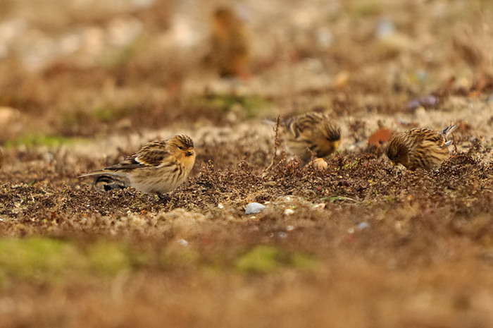 50.jpg - Frater (Twite, Carduelis flavirostris). Saeftinge. 11/11/2009. Copyright: Joris Everaert. Nikon D300, Sigma APO 500mm f4.5 EX DG HSM