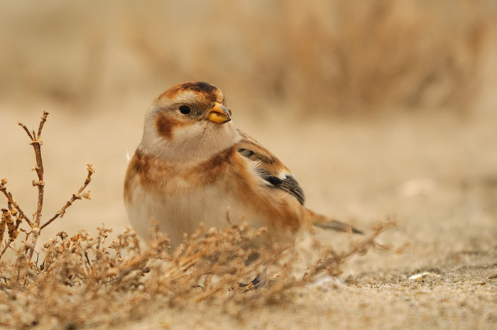 51.jpg - Sneeuwgors (Snow Bunting, Plectrophenax nivalis). Saeftinge. 11/11/2009. Copyright: Joris Everaert. Nikon D300, Sigma APO 500mm f4.5 EX DG HSM