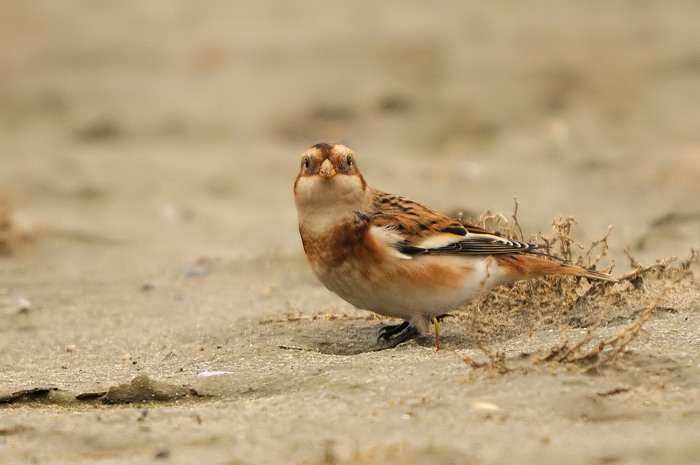 52.jpg - Sneeuwgors (Snow Bunting, Plectrophenax nivalis). Saeftinge. 11/11/2009. Copyright: Joris Everaert. Nikon D300, Sigma APO 500mm f4.5 EX DG HSM