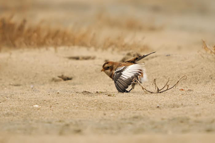 53.jpg - Sneeuwgors (Snow Bunting, Plectrophenax nivalis). Saeftinge. 11/11/2009. Copyright: Joris Everaert. Nikon D300, Sigma APO 500mm f4.5 EX DG HSM