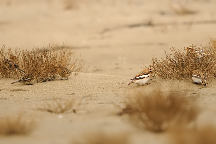 54.jpg - Sneeuwgors + Frater (Snow Bunting + Twite, Plectrophenax nivalis + Carduelis flavirostris). Saeftinge. 11/11/2009. Copyright: Joris Everaert. Nikon D300, Sigma APO 500mm f4.5 EX DG HSM