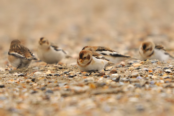 55.jpg - Sneeuwgors (Snow Bunting, Plectrophenax nivalis). Saeftinge. 11/11/2009. Copyright: Joris Everaert. Nikon D300, Sigma APO 500mm f4.5 EX DG HSM