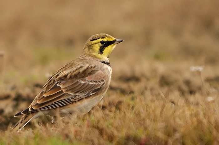 56.jpg - Strandleeuwerik (Horned Lark, Eremophila alpestris). Saeftinge. 11/11/2009. Copyright: Joris Everaert. Nikon D300, Sigma APO 500mm f4.5 EX DG HSM