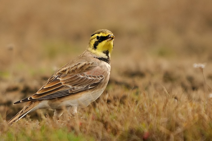 57.jpg - Strandleeuwerik (Horned Lark, Eremophila alpestris). Saeftinge. 11/11/2009. Copyright: Joris Everaert. Nikon D300, Sigma APO 500mm f4.5 EX DG HSM