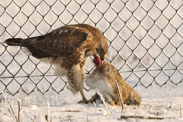 6.jpg - Buizerd (Common Buzzard, Buteo buteo). Verrebroekse plassen. 9/01/2009. Copyright: Joris Everaert. Nikon D300, Sigma APO 500mm f4.5 EX DG HSM