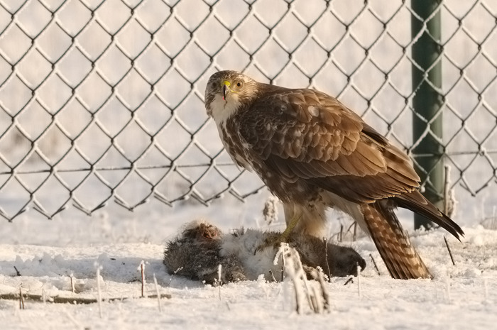 7.jpg - Buizerd (Common Buzzard, Buteo buteo). Verrebroekse plassen. 9/01/2009. Copyright: Joris Everaert. Nikon D300, Sigma APO 500mm f4.5 EX DG HSM