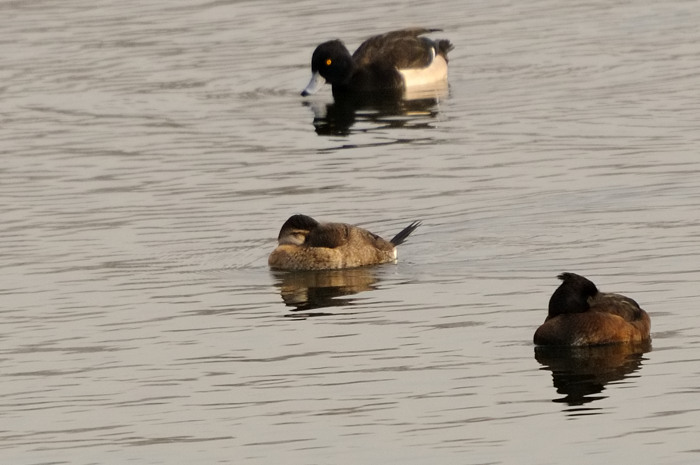 9.jpg - Rosse Stekelstaart v. (Ruddy Duck, Oxyura jamaicensis). Hamputten, Waasmunster. 24/01/2009. Copyright: Joris Everaert. Nikon D300, Sigma APO 500mm f4.5 EX DG HSM